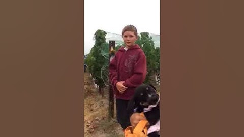 Small Vines Wines Bird Net Installation with the Sloan Kids