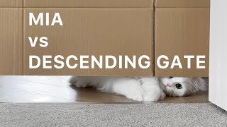 Cat Mia vs Descending gate | Fluffy of fat? | mmeowmmia