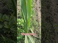 पैरिला का प्रकोप #Farming #kisan #shorts