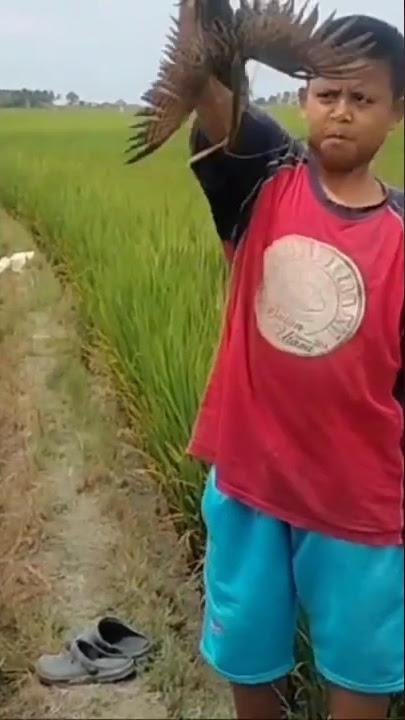 Hasil jebakan burung sintar#shorts