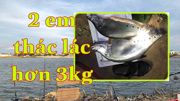 Câu Cá Thác Lác Bằng Mồi Cá Con