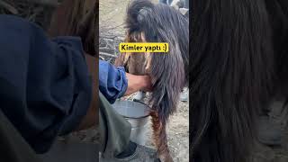 Anadolu Da Hayvancılık