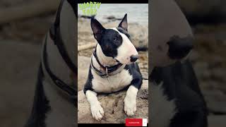 Bull Terrier Miniatura Conocelo Hoy