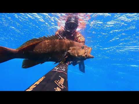 ZIPKINLA BALIK AVI | Şeytan avı | Spearfishing |