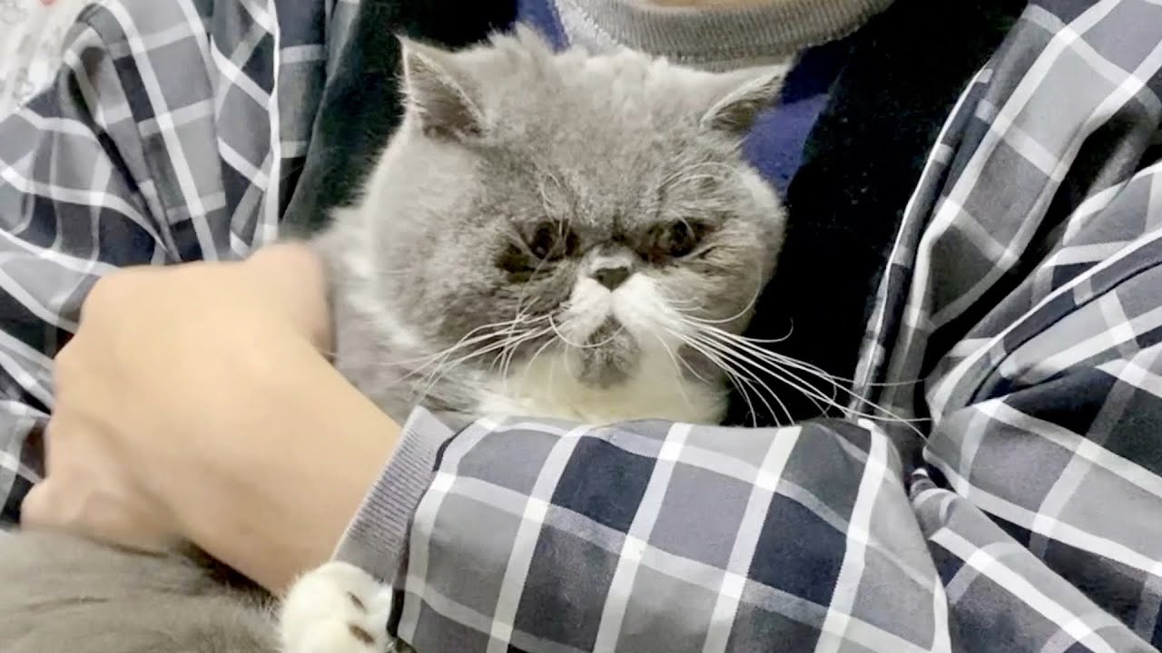 飼い主 パパ の抱っこが大嫌いなブサカワ猫の反応がこちらですw エキゾチックショートヘア Youtube