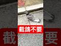 跟蹤一隻鴿子直到受不了 #變態
