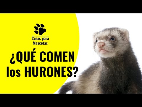 Video: ¿Los hurones comen ratones?