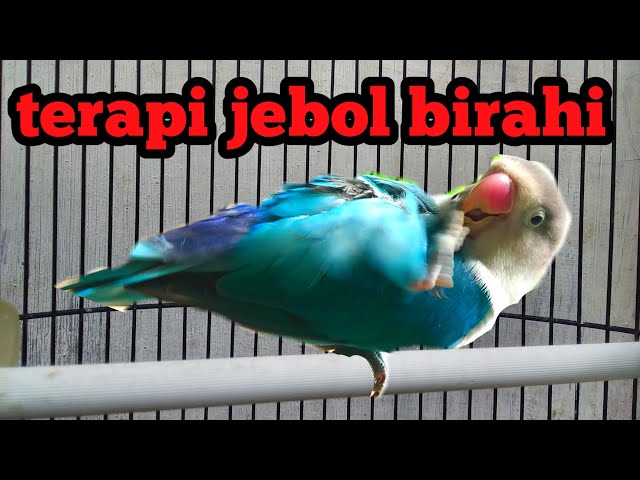 LOVEBIRD JANTAN BIRAHI TINGGI UNTUK TERAPI JEBOL BIRAHI LOVEBIRD KONSLET class=