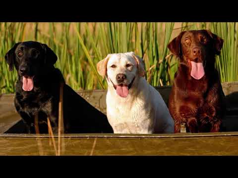Wideo: Jak Psy Odnajdują Drogę Do Domu?