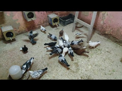ياعنى اية كلمة ان الحمام زايف وازاى يبقى زايف
