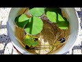 how to grow lotus seed from home | lotus plant in water |