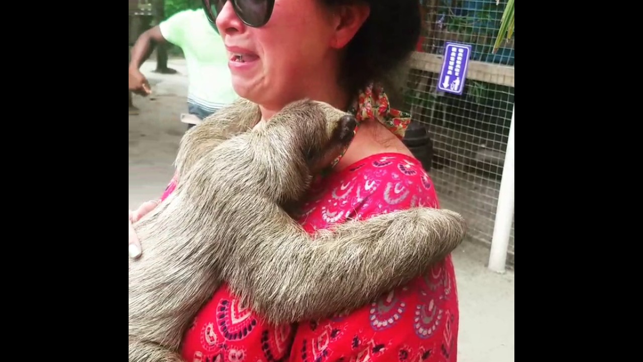 video phone beyonce mp3 Lady Cries While Holding Sloth