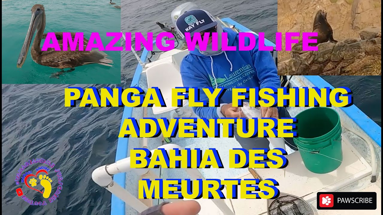 4x4 Truck Camper Trailer Adventure Panga Fly Fishing Bahia Des Muertes Wildlife Back In Baja Mexico