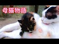 【母猫物語12】おっとりした性格のクロコ A Story of Mother Cat Part 12: A laid-back personality