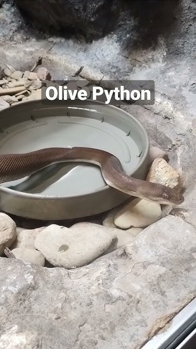 Olive Python, Reptiles at Ballarat Wildlife Park #youtubeshorts #shorts ...
