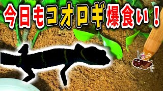 ５ヶ月でヤングサイズに成長したハイナントカゲモドキ❗