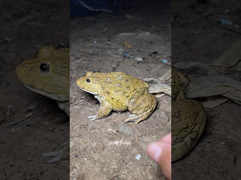 Catch frogs funny