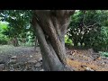 Uma mangueira centenrio