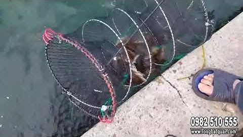 Lồng lò xo - Bắt Cua - Cá - Baba - Ếch Nhái | Longbatquai.com | 0982510555