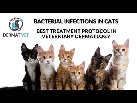 वीडियो: बिल्लियों में त्वचा का जीवाणु संक्रमण (पायोडर्मा)