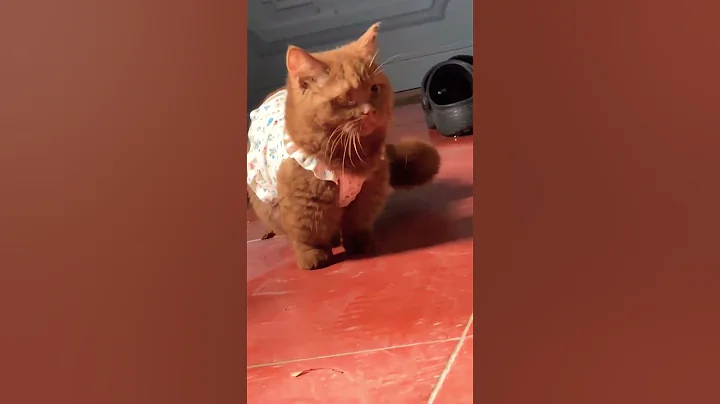 Video 11326991: golden munchkin cat, cute munchkin cat, male munchkin