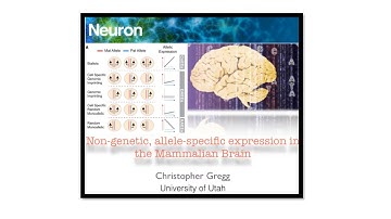 Non-genetic allelic effects in the Mammalian brain