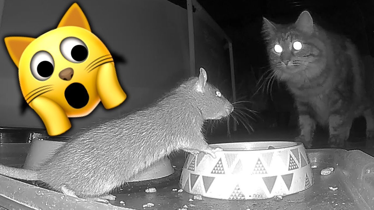 Rats That Eat Cat Food Caught On Arlo Camera Rat 1 Catch Release 