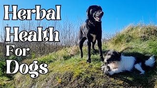 Herbal Health for Dogs