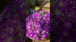Новые альпийские красавцы… #садоводничество #gardenflowers