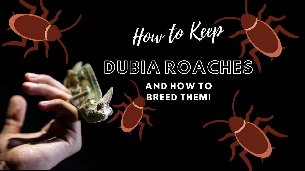 DUBIA ROACHES How to Keep them? How to BREED them? YouTube