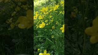 Gözəl Mənzərə Masalli