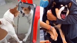 Funny dog videos try not to laugh by One Minute pets 417 views 2 years ago 2 minutes, 23 seconds