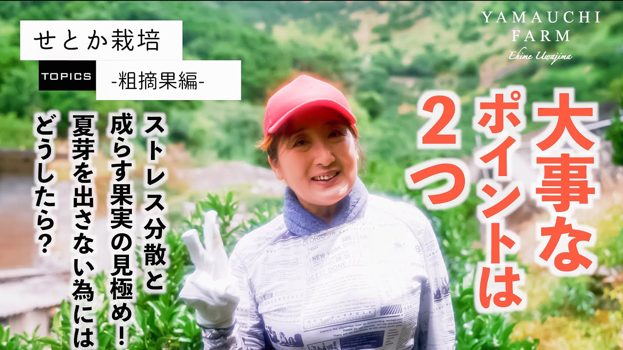 【せとか栽培-粗摘果編-】ポイントはストレス分散と成らす果実の見極め！夏芽を出さないようにする為には・・・・。