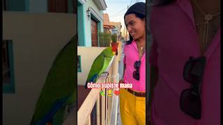 "cómo supiste mana" #loro #viral #funny #youtubeshorts #humor #hechoenméxico #memes
