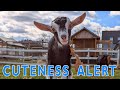 LIVE Goat Cam #2 - Syman Says Farms - Outside