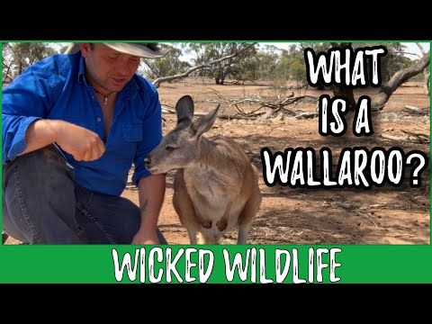 Vídeo: O wallaroo é um marsupial?