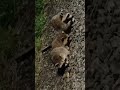 THE THREE RACOONS THAT STOLE MY PICTOU COUNTY PIZZA 🍕 #raccoonsurvival #novascotia #animals