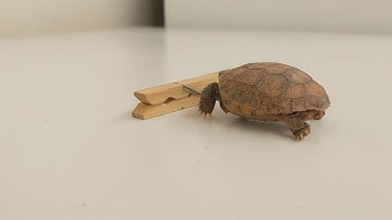 Gopher Tortoise hatchling