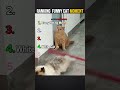 Ranking Funny Cat Moment Shorts Funnycatsvideo Memes Ranking Funny Cat Moment Shorts Funnycatsvideo Memes
