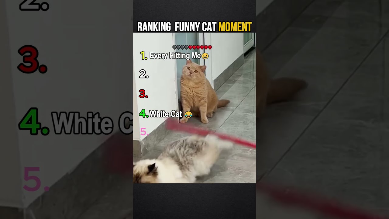 Ranking Funny Cat Moment Shorts Funnycatsvideo Memes
