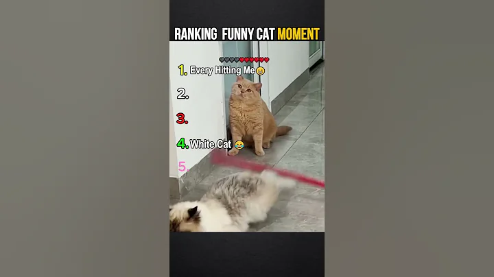 Ranking Funny Cat Moment  #shorts  #funnycatsvideo  #memes