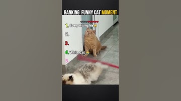 Thumbnail of Ranking Funny Cat Moment  #shorts  #funnycatsvideo  #memes