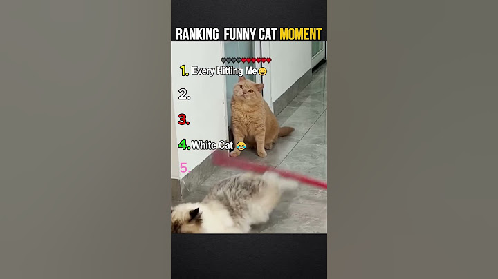 Ranking Funny Cat Moment  #shorts  #funnycatsvideo  #memes