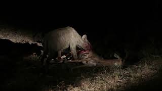 Hyena Eating Impala