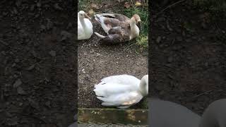 #duck #duckbaby #duckhuntingvideo2022 #birds #sound #orignalcontent #bird