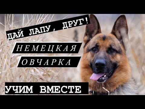 ДРЕССИРОВКА НЕМЕЦКОЙ ОВЧАРКИ | КОМАНДА ДАЙ ЛАПУ | КАК НАУЧИТЬ НЕМЕЦКУЮ ОВЧАРКУ ДАВАТЬ ЛАПУ