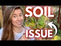 Does blight over winter in your garden soil how to control blight in your garden  gardening