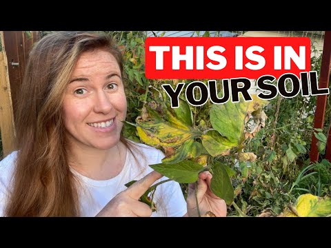Video: Na jaké rostliny působí spála?