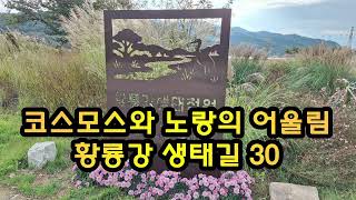 황룡강 생태길 코스모스와 노랑의 어울림