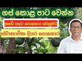 ගස් කහ වෙලාද? ගෙදරම හදන්න පුළුවන් දියර පොහොර | Organic Fertilizer | Ceylon Agri Kabanika Pohora | 04